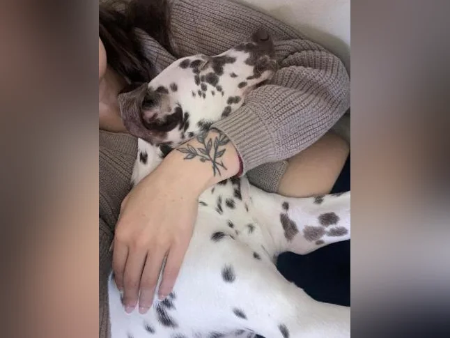 chiot dalmatiens thumbnail 3