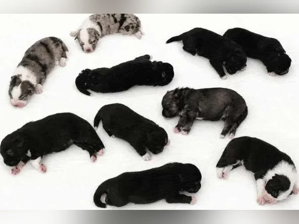 Husky Alaskan x Malamute - Prêts le 18 Septembre 2026 thumbnail 4