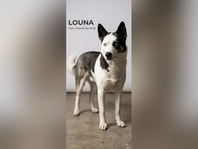 Husky Alaskan x Malamute - Prêts le 18 Septembre 2026 thumbnail 2
