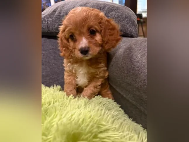 Cavapoo thumbnail 2