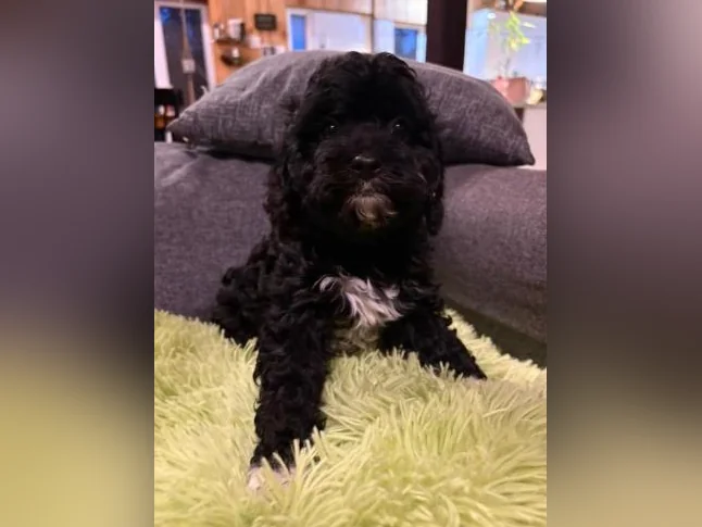 Cavapoo thumbnail 3