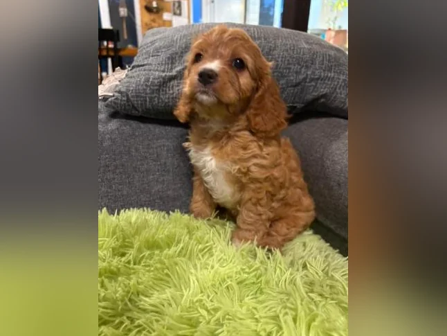 Cavapoo