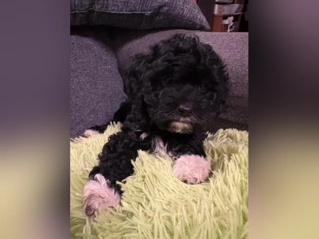 Cavapoo thumbnail 4
