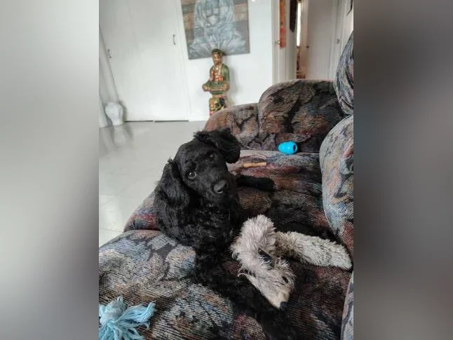 Caniche noir jeune