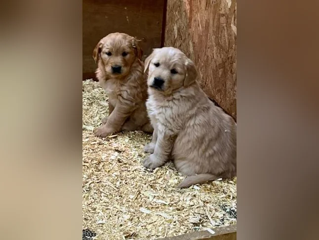 Chiots Golden Retriever le 10 juillet CKC, OFA, ADN thumbnail 8