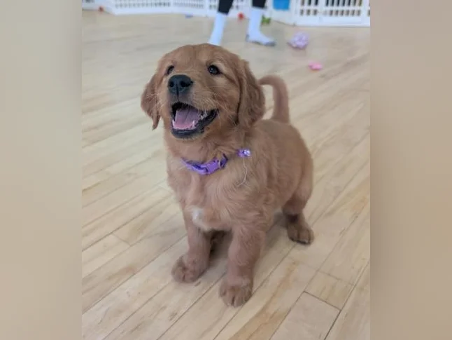 Chiots Golden Retriever le 10 juillet CKC, OFA, ADN thumbnail 4