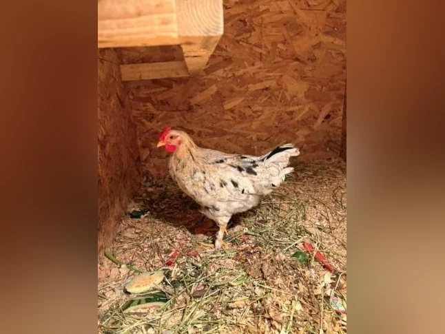 Coq de 3 mois à donner