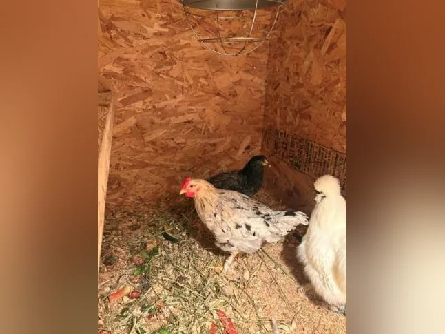 Coq de 3 mois à donner thumbnail 2