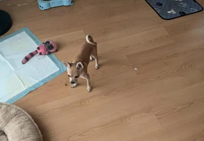 Chihuahua. 3 mois à vendre