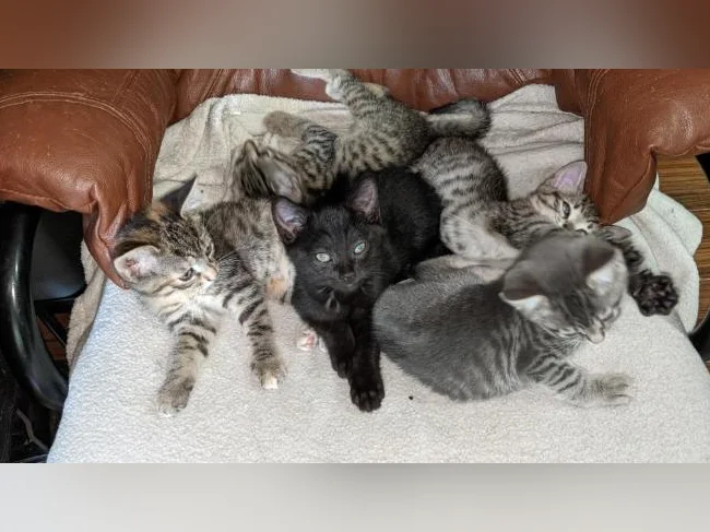 Magnifiques chatons prêts a l'adoption (J'en ai de disponible)