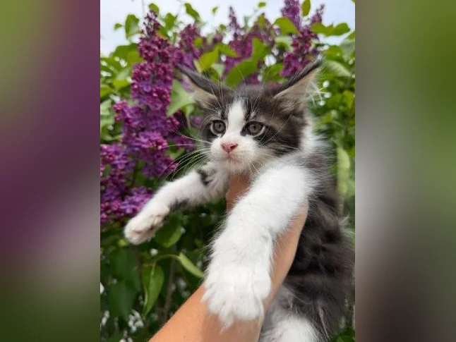 Maine coon thumbnail 2