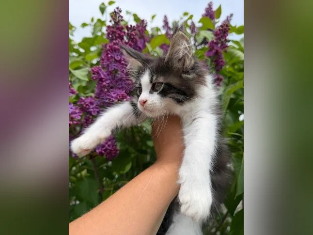 Maine coon thumbnail 6