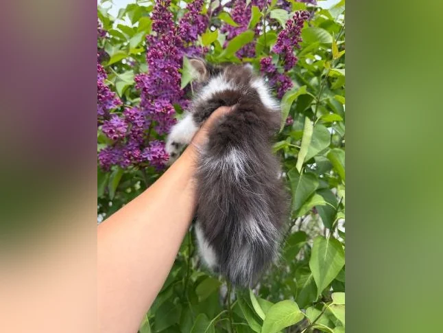 Maine coon thumbnail 3
