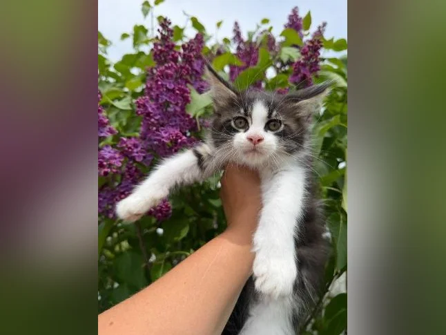 Maine coon thumbnail 4