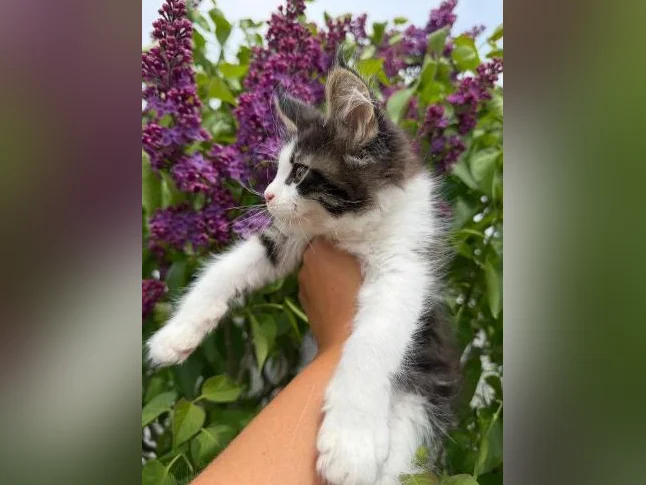 Maine coon
