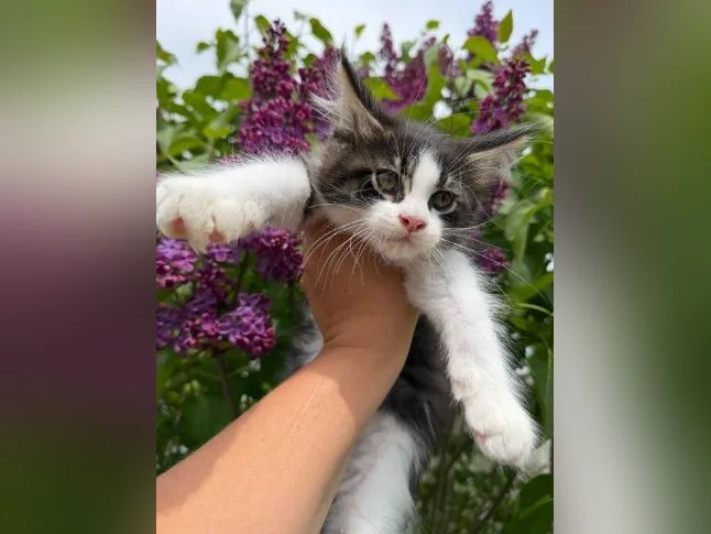 Maine coon thumbnail 5