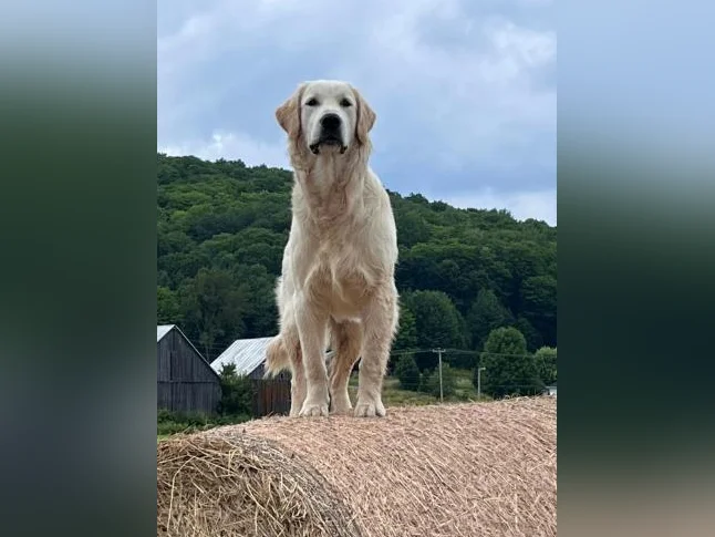 Golden Doodle thumbnail 6
