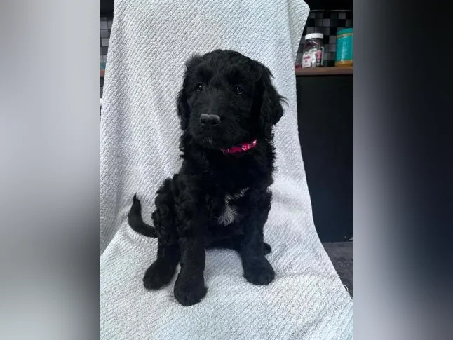 Golden Doodle thumbnail 2