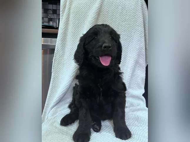 Golden Doodle thumbnail 5