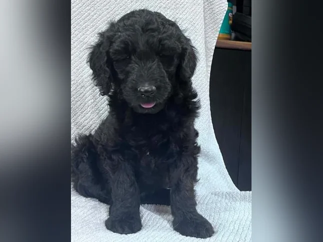 Golden Doodle thumbnail 4