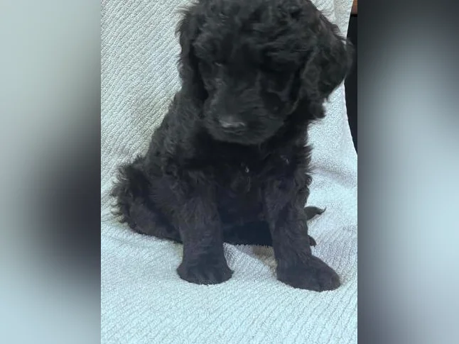Golden Doodle thumbnail 3