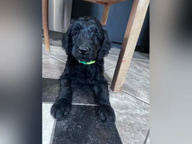 Golden Doodle