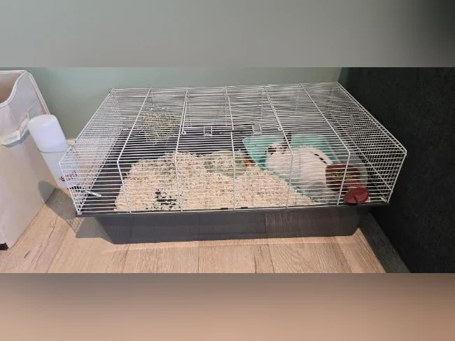 2 cage a Vendre plus (Lapine Nain et 3 Ratte a donner) thumbnail 3