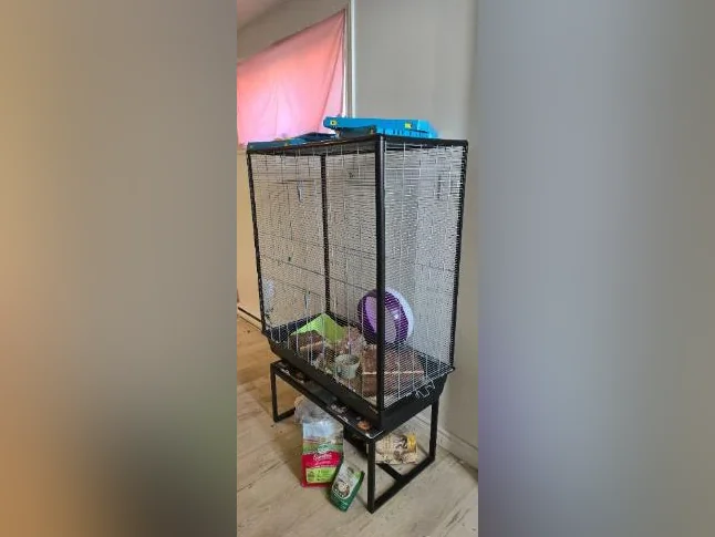 2 cage a Vendre plus (Lapine Nain et 3 Ratte a donner)