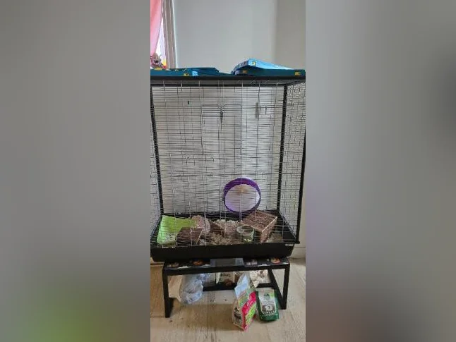 2 cage a Vendre plus (Lapine Nain et 3 Ratte a donner) thumbnail 2