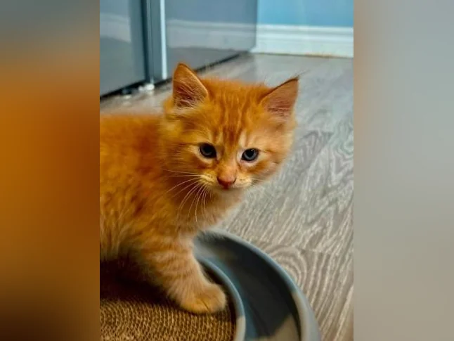 Chatons cuvée 2026 thumbnail 8