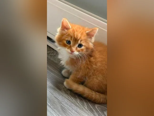 Chatons cuvée 2026 thumbnail 5