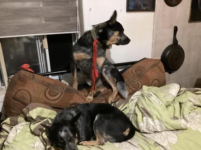 Chien bouvier australien à donner 819-616-9178 thumbnail 4