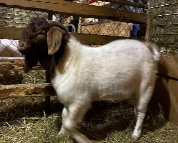 BYBLOS - fringuant bouc BOER reproducteur à vendre thumbnail 4