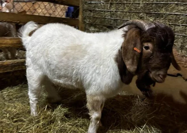 BYBLOS - fringuant bouc BOER reproducteur à vendre thumbnail 5