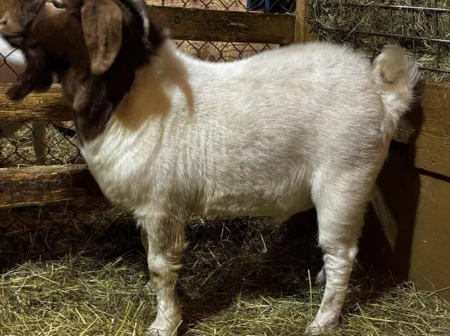 BYBLOS - fringuant bouc BOER reproducteur à vendre thumbnail 3