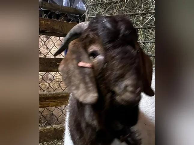BYBLOS - fringuant bouc BOER reproducteur à vendre