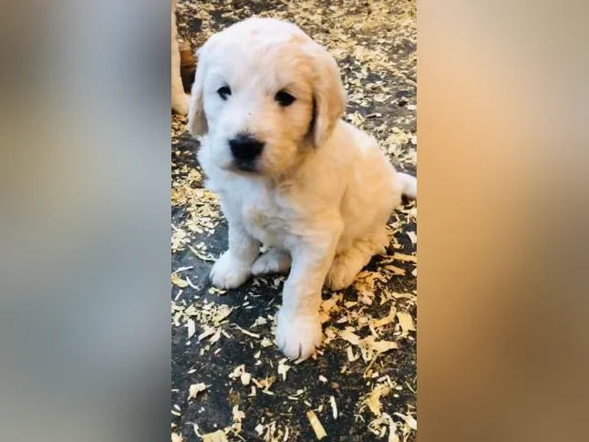 Goldens retrievers enregistrés CKC