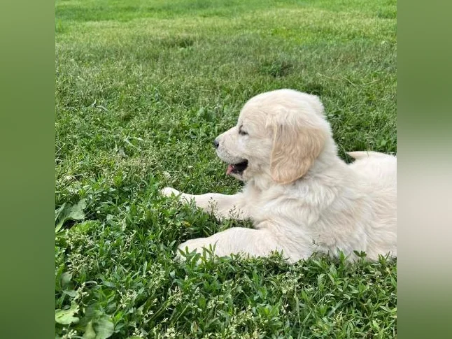 Goldens retrievers enregistrés CKC thumbnail 2