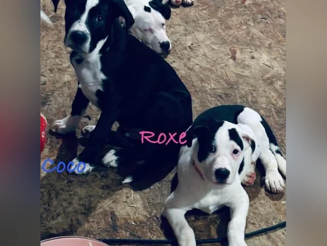 Chiots labernois croisé thumbnail 10