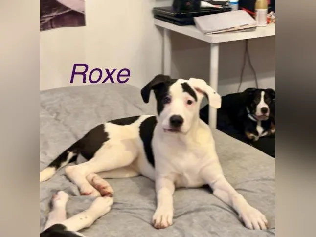 Chiots labernois croisé thumbnail 8