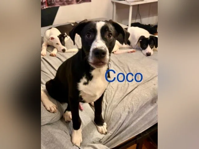 Chiots labernois croisé thumbnail 6