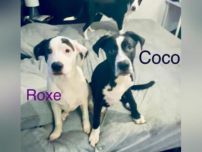 Chiots labernois croisé thumbnail 7