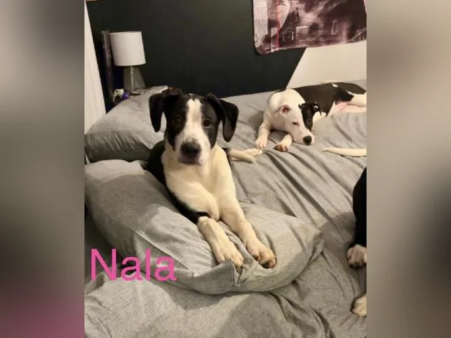 Chiots labernois croisé thumbnail 5