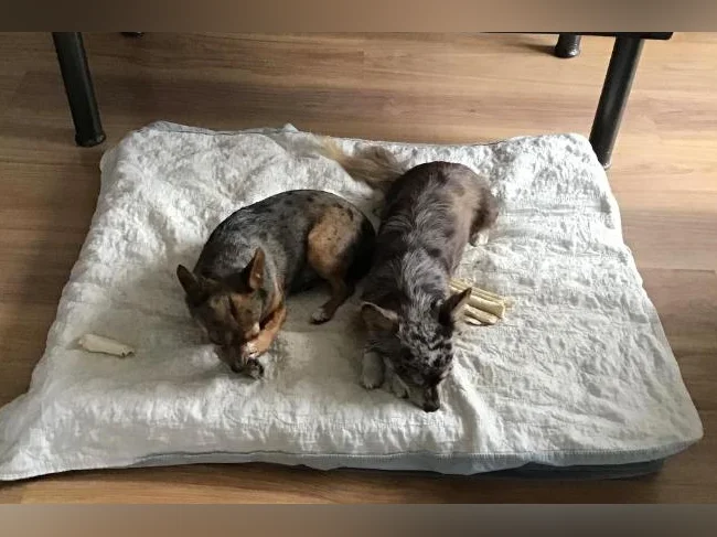 Deux petits compagnons qui ont chacun leur personnalité à la recherche d’une nouvelle famille.