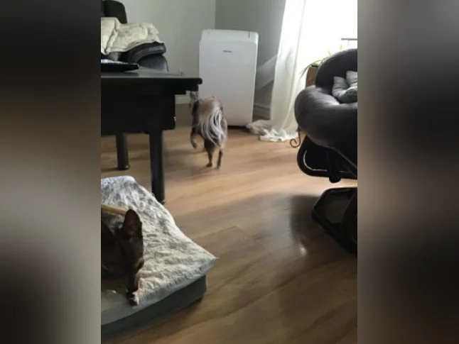 Deux petits compagnons qui ont chacun leur personnalité à la recherche d’une nouvelle famille. thumbnail 7
