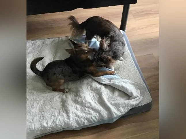 Deux petits compagnons qui ont chacun leur personnalité à la recherche d’une nouvelle famille. thumbnail 2