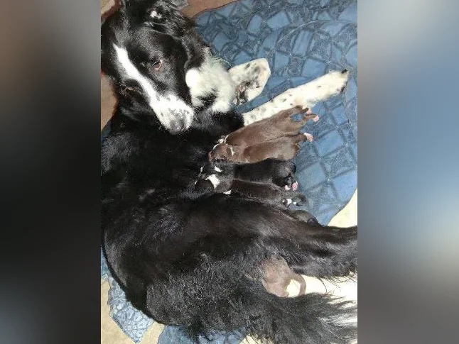 Border Collie Husky thumbnail 4