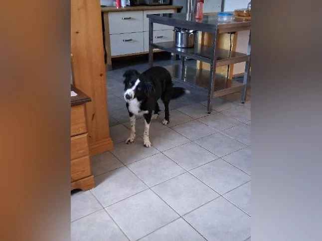 Border Collie Husky thumbnail 8