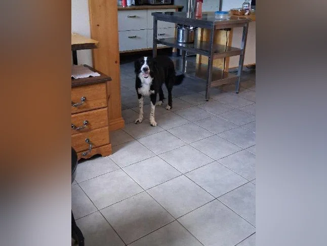 Border Collie Husky thumbnail 10