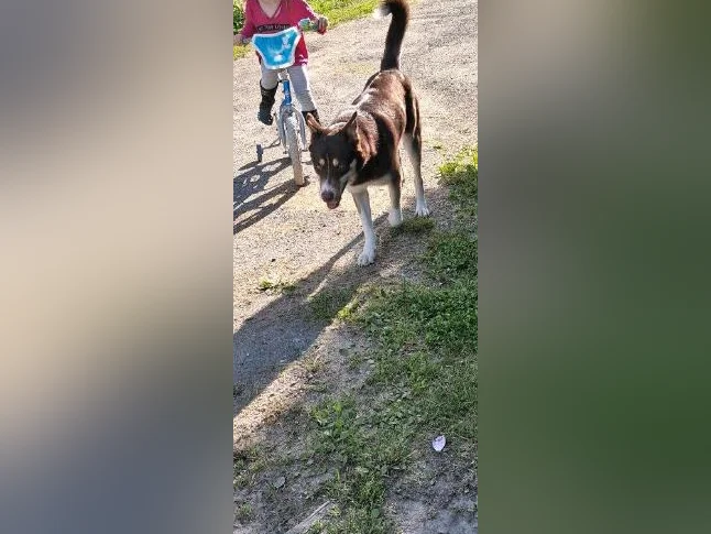 Border Collie Husky thumbnail 7